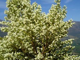 Erica leucanthera